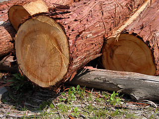 Image showing Logs