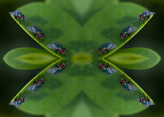 Image showing Bugs and fly abstract