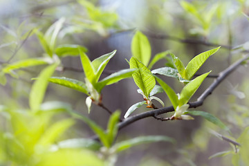 Image showing verdure leaves at the spring