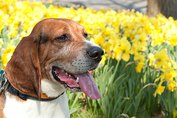 Image showing Cute Beagle Dog