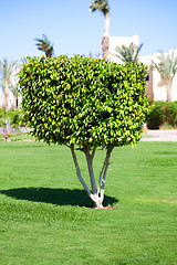 Image showing One shrub tree in the garden