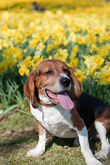 Image showing Dog In the Flowers