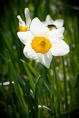 Image showing White Spring Daffodils