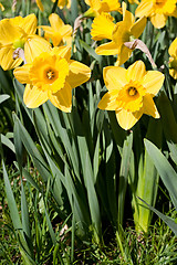 Image showing Spring Daffodils