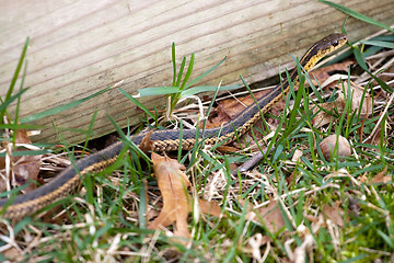 Image showing Garter Snake