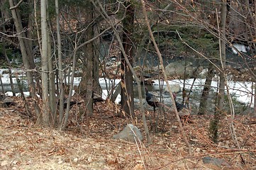 Image showing fFive Turkeys?