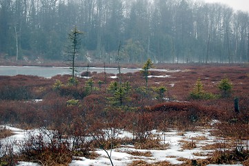 Image showing Swamps