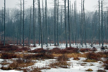 Image showing swamp