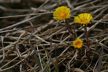Image showing Coltsfoot