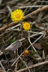 Image showing Coltsfoot