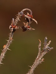 Image showing Withered rose