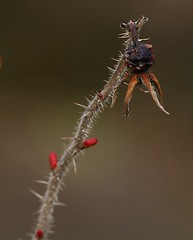 Image showing Withered rosehip