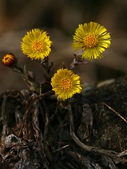 Image showing Coltsfoot