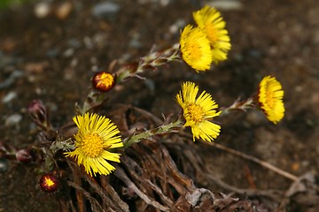 Image showing coltsfoot