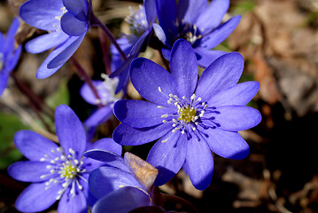 Image showing Hepatica Nobilis Flowers