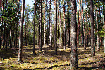 Image showing Spring Forest