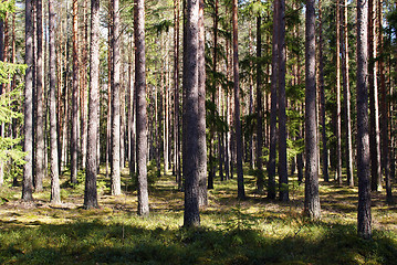 Image showing Spring Coniferous Forest