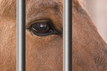 Image showing Horse behind bars