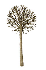 Image showing Bare tree