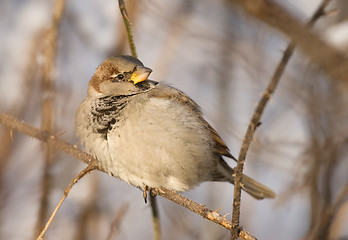 Image showing Sparrow on a twig