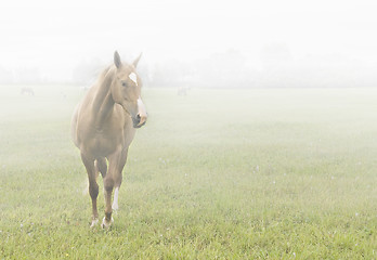 Image showing Horse in the mist