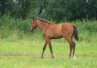 Image showing Brown foal
