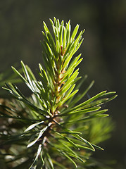 Image showing Fir in evening