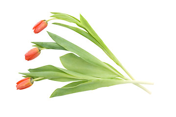 Image showing Three tulips