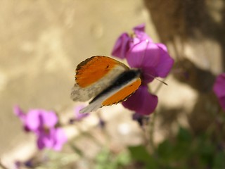 Image showing butterfly