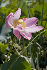 Image showing Pink lotus