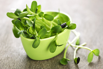 Image showing Green sunflower sprouts in a cup