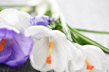 Image showing Spring crocus flowers