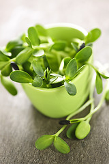 Image showing Green sunflower sprouts in a cup