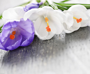 Image showing Spring crocus flowers