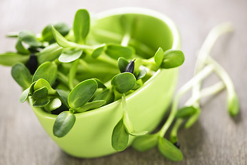 Image showing Green sunflower sprouts in a cup