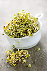 Image showing Alfalfa sprouts in a cup