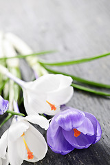 Image showing Spring crocus flowers