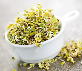 Image showing Alfalfa sprouts in a cup