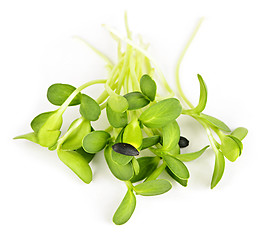 Image showing Green sunflower sprouts