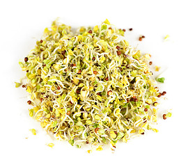 Image showing Alfalfa sprouts