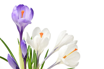 Image showing Spring crocus flowers