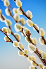 Image showing Spring pussy willows