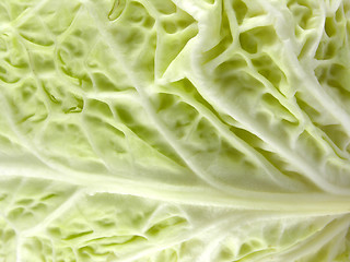 Image showing Cabbage sheet