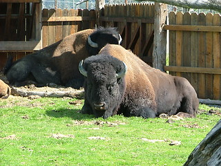 Image showing Bison