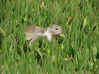 Image showing Squirrel