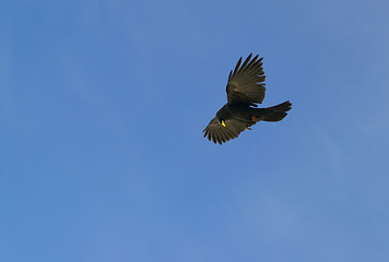 Image showing Alpine Chough (Pyrrhocorax graculus)