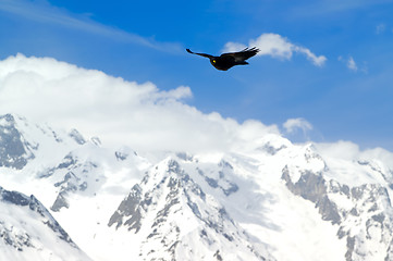 Image showing Alpine Chough (Pyrrhocorax graculus)