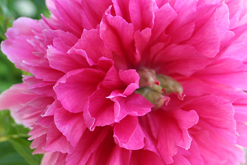 Image showing Pink Peon