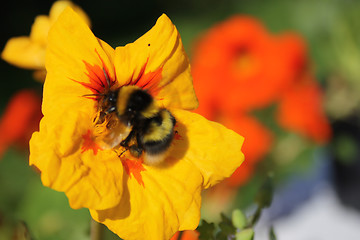 Image showing Bumble Bee
