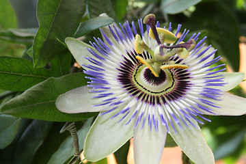 Image showing Passionflower
